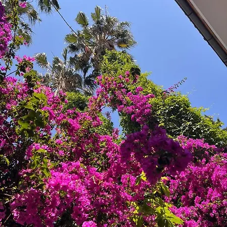Oda ve Kahvaltı Palma Rosa Çamyuva